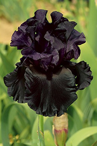 Unique color iris seeds deep dark garden blooms
