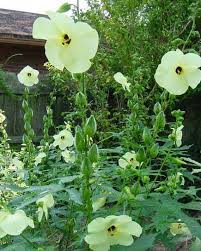 Unique Exotic Flower Seeds for Standout Garden Displays