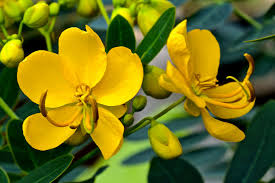 Unique Ornamental Bladder Senna Seeds for Landscape Planting