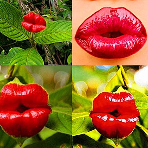 Unique Red Lips Seeds for High-Germination Garden Planting