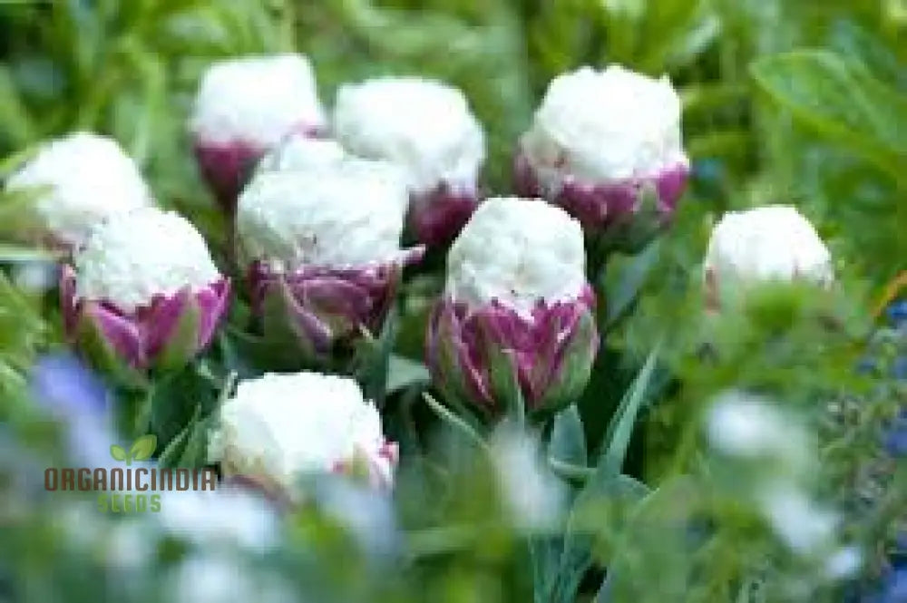 Unique Ice Cream Tulip Flower Seeds for Home Garden Planting