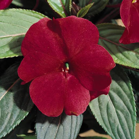 Guinea Impatiens Annual Flower Seeds, Vibrant Blooms for Your Garden
