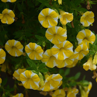 Semillas de Calibrachoa Superbells Lemon Slice, vibrantes, anual trepador para contenedores y cestas colgantes