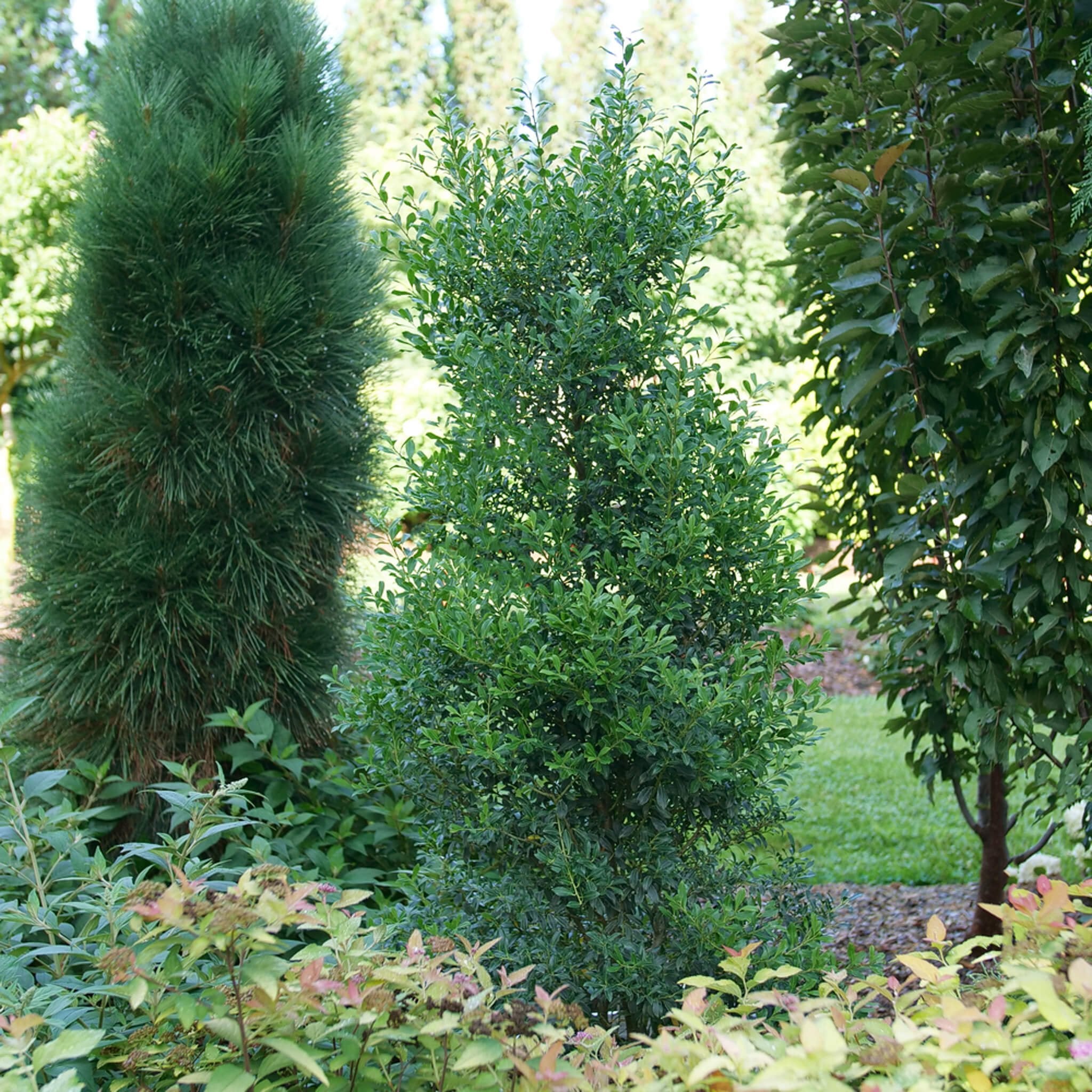 Upright Evergreen Shrub for Vertical Landscape Accents