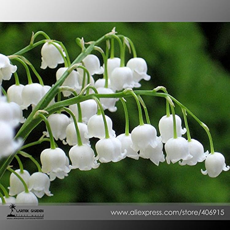 Valley Flower Growing in Outdoor Garden Beds