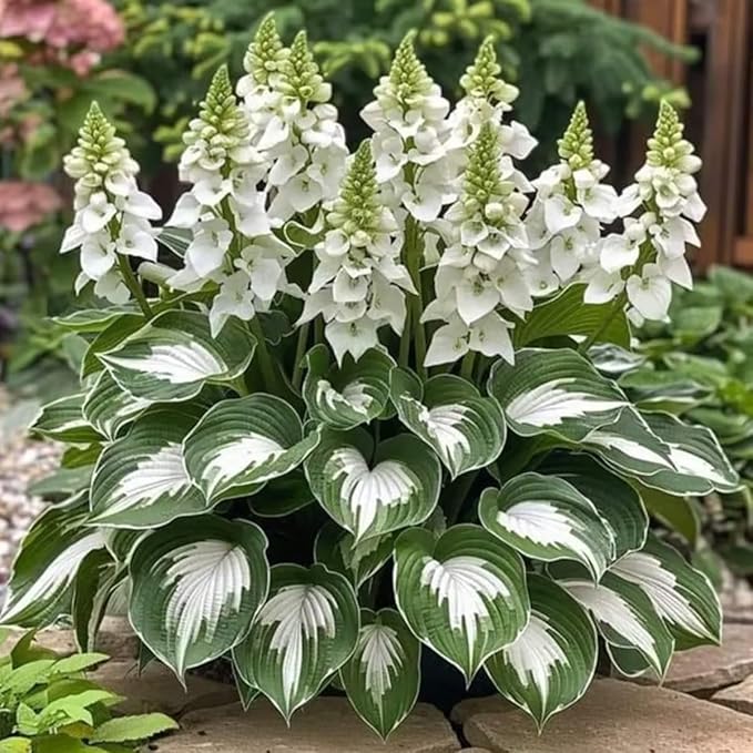 Variegated Hosta Seeds for Decorative Shade Foliage