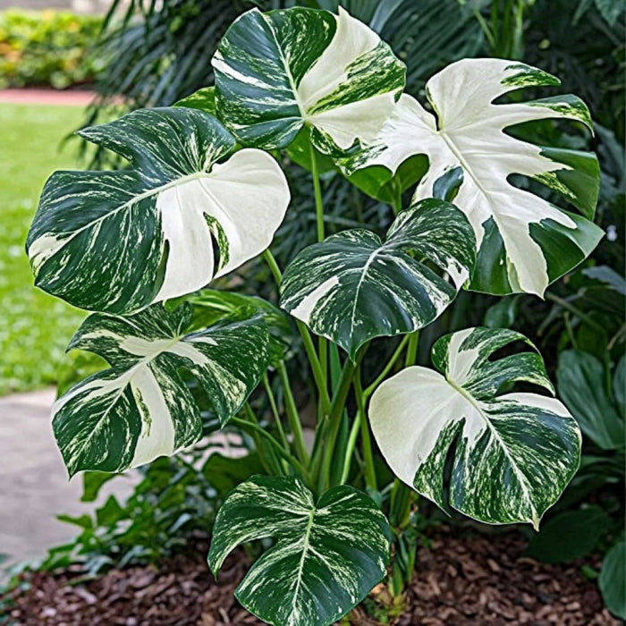 Variegated Monstera Albo Seeds for Planting White and Green Foliage