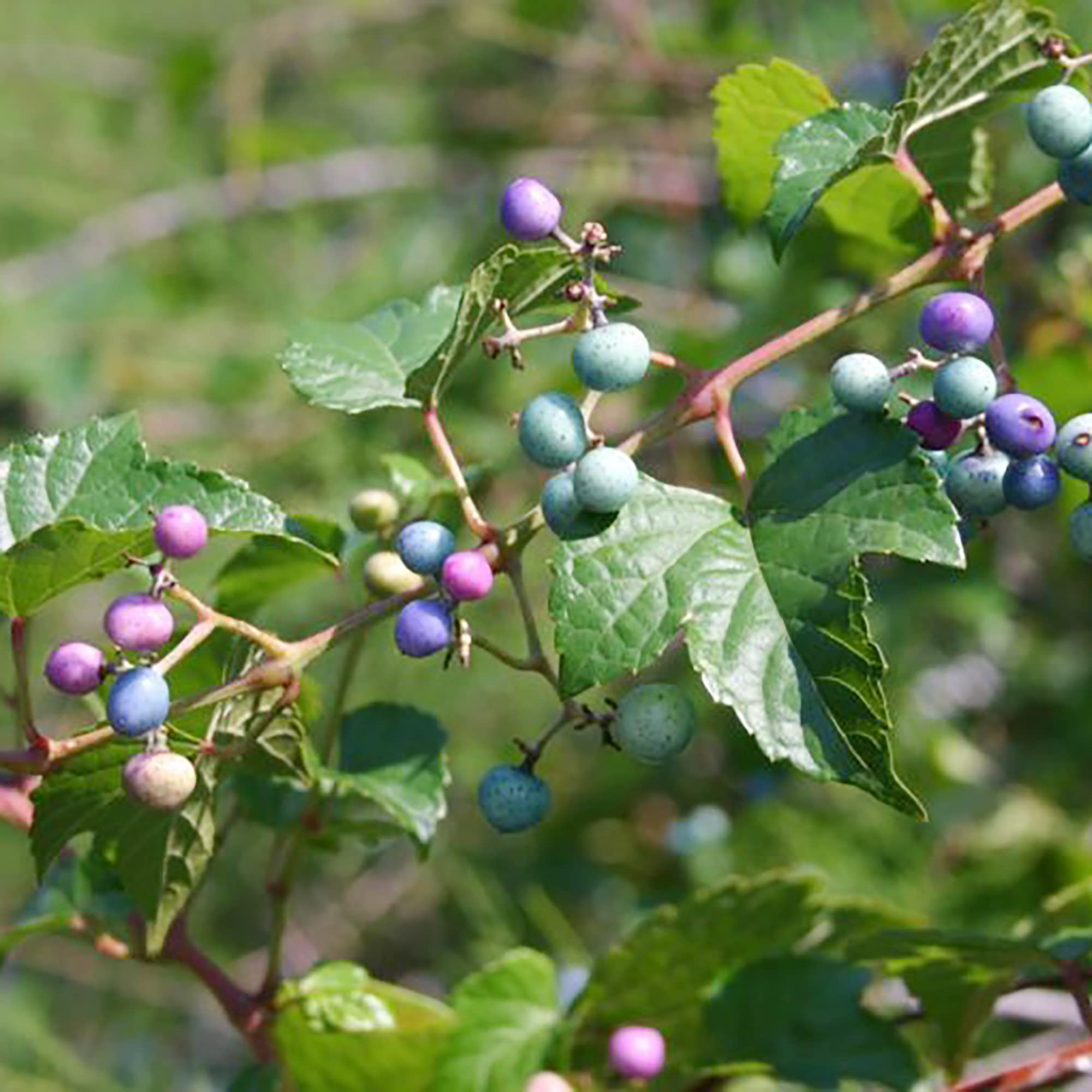 Variegated Porcelain Berry Vine with Colorful Foliage