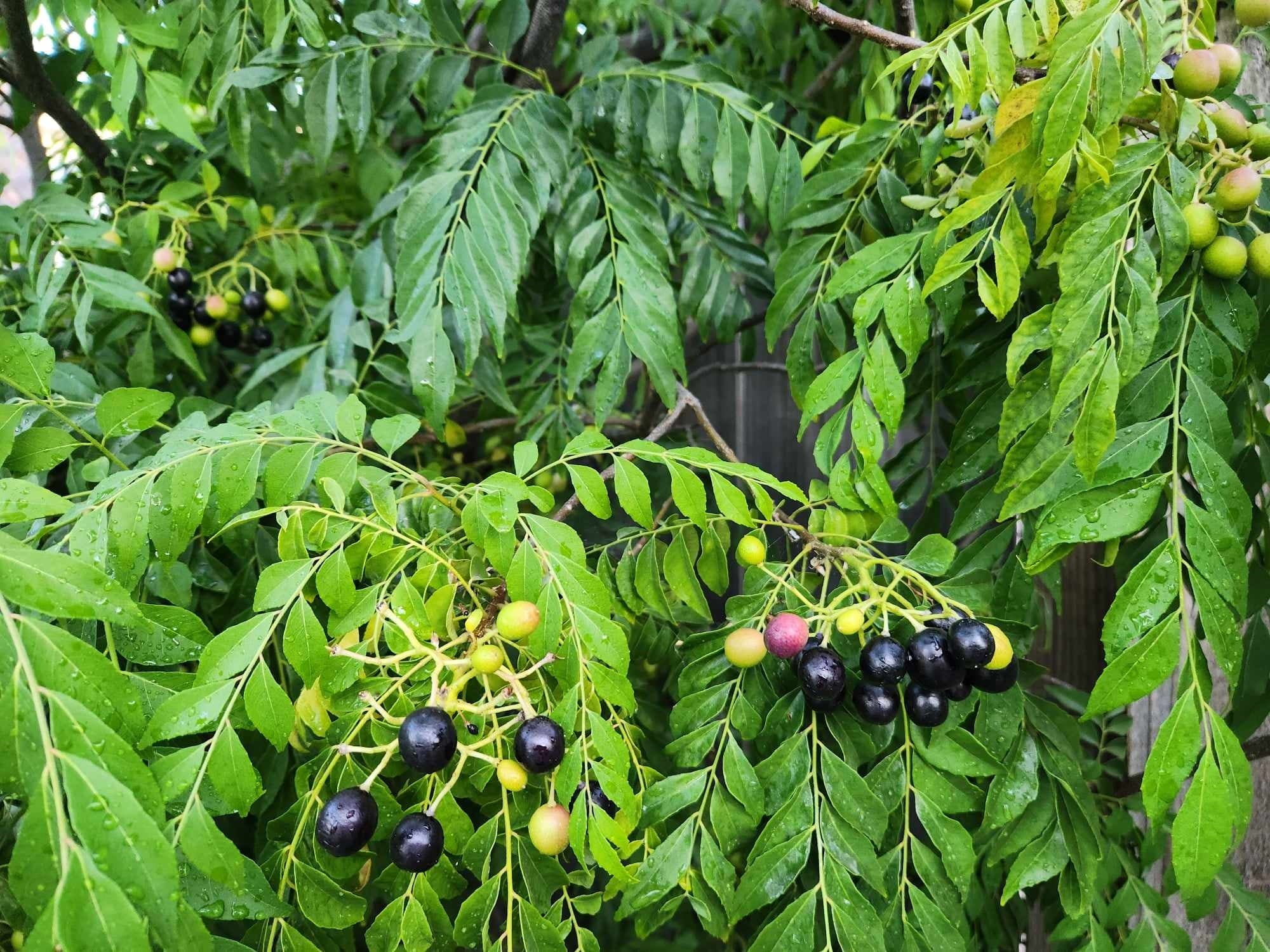 Veg Curry Leaf Seeds for Planting Organic Aromatic Herb