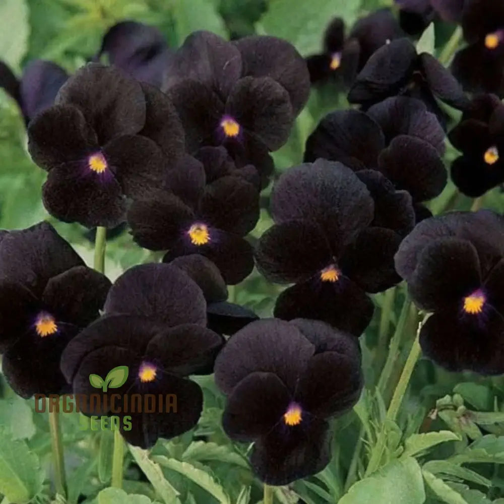 Velvety Black Pansy Flower Seeds for Seasonal Garden Color