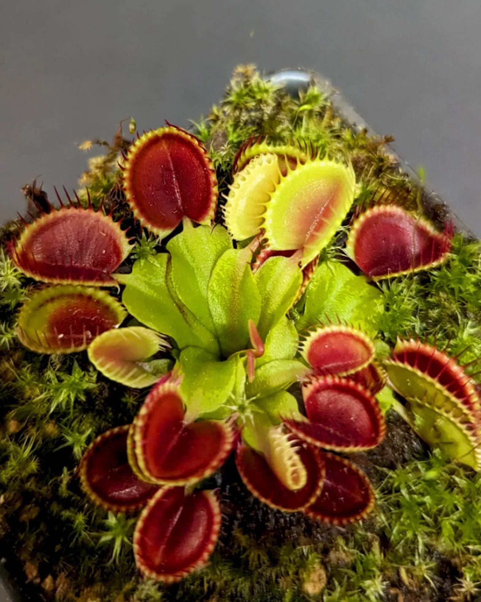 Green with Red Venus Flytrap – Live Carnivorous Plant | Exotic Insect-Eating Houseplant