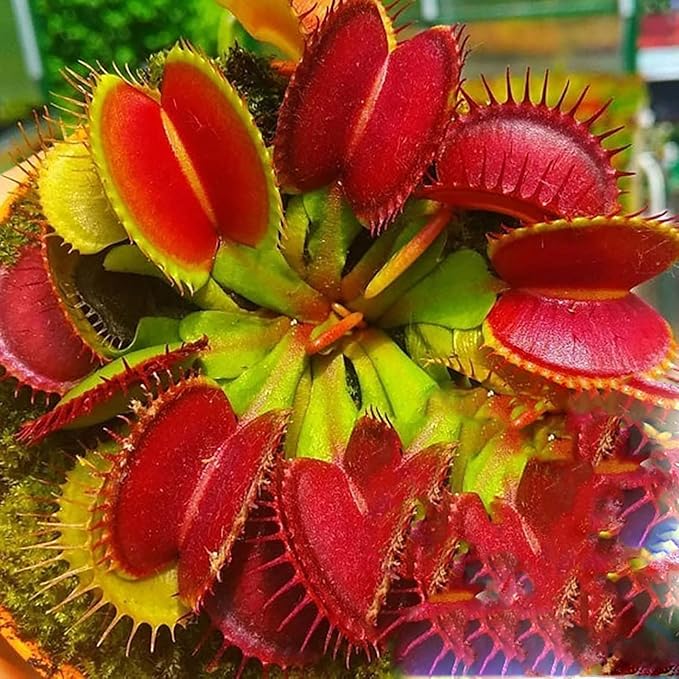 Venus Flytrap Seeds Dionaea Muscipula Carnivorous Plant