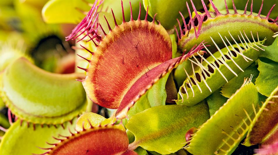 Carnivorous Plant Venus Flytrap Seeds Green Red Traps