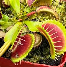 Venus Flytrap Seeds Green with Red Variety for Indoor Growing
