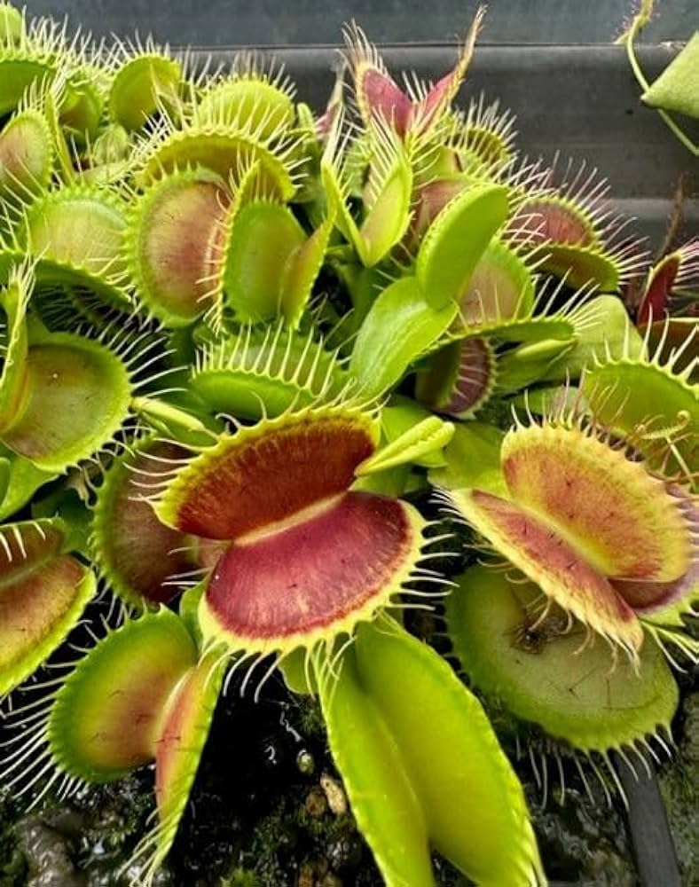 Indoor Garden with Venus Flytrap Seeds Growing in Pots