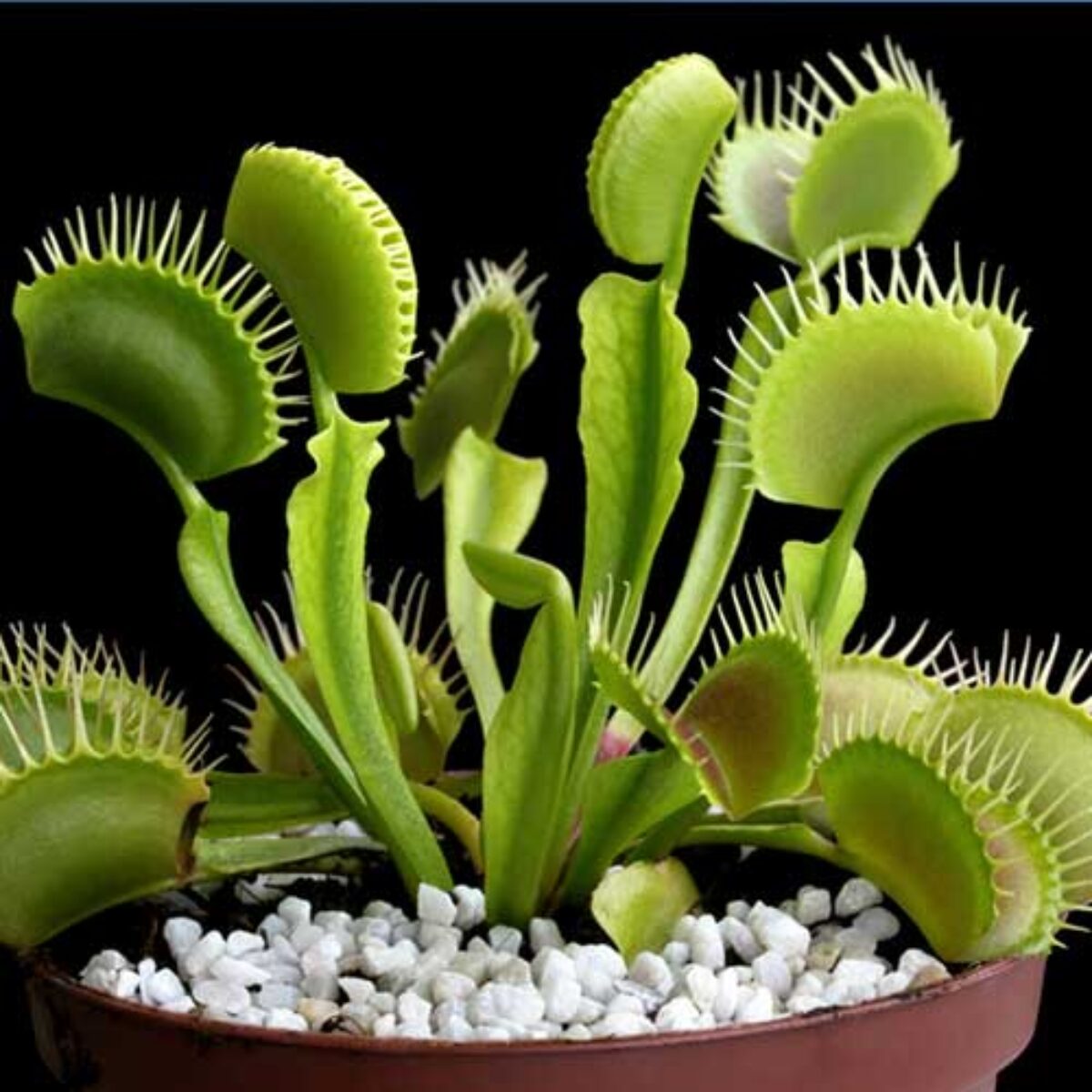 Sprouting Venus Flytrap Seeds in Carnivorous Plant Soil