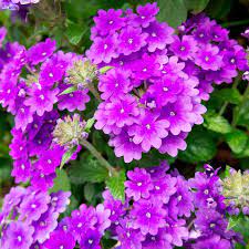 Verbena bonariensis flower seeds with tall purple blooms