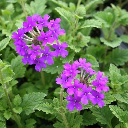 Verbena bonariensis seeds for home gardening