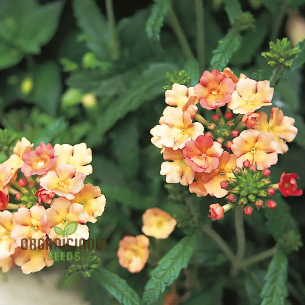 Verbena hybrida apricot blooms in garden
