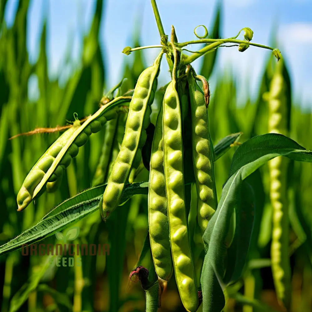 Versatile Sword Bean Seeds for Planting, Edible Climbing Bean Plant