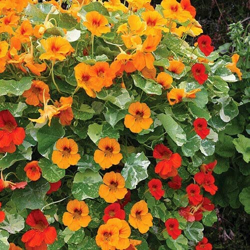 Nasturtium Seeds for Vertical Garden and Fence Planting