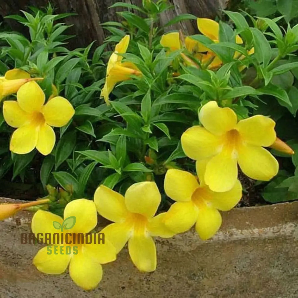 Vibrant Allamanda Seeds for Colorful Gardening and Landscaping