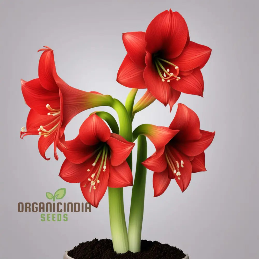 Vibrant Amaryllis blooms in garden display