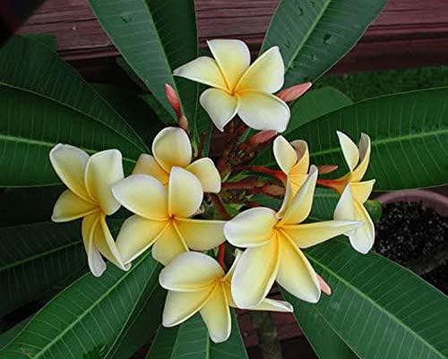 Vibrant Apricot Plumeria Flower Seeds for Easy Garden Growth