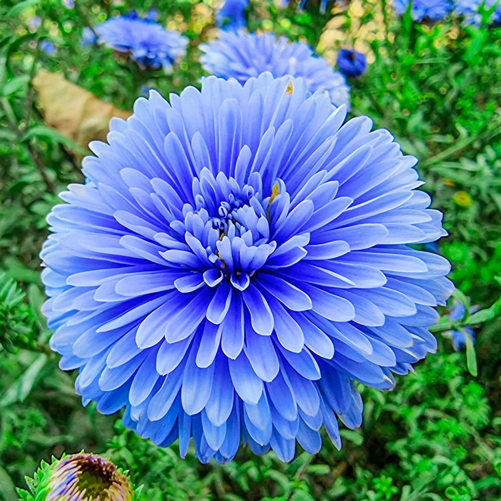 Vibrant Bi Color Aster Seeds for Home Garden Planting
