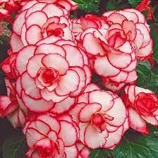 Vibrant Begonia Flower Seeds with Red and White Bi-Color Blooms