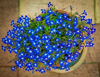 Vibrant blue lobelia flower seeds for home gardens