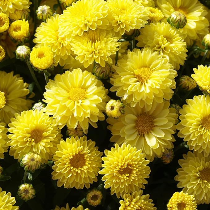 Vibrant Chrysanthemum blooms grown from seeds