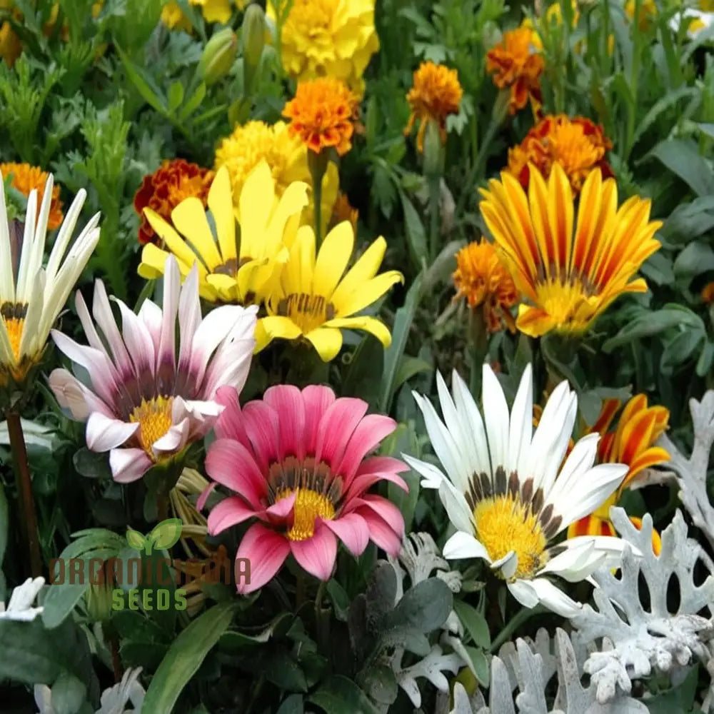 Vibrant Gazania Mix flower seeds pack