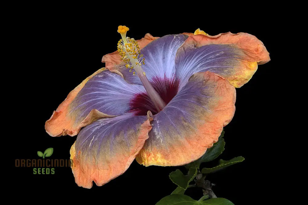 Vibrant hibiscus blooms in garden