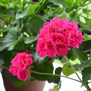 Vibrant Ivy Geranium Flower Seeds for Colorful Summer Blooms