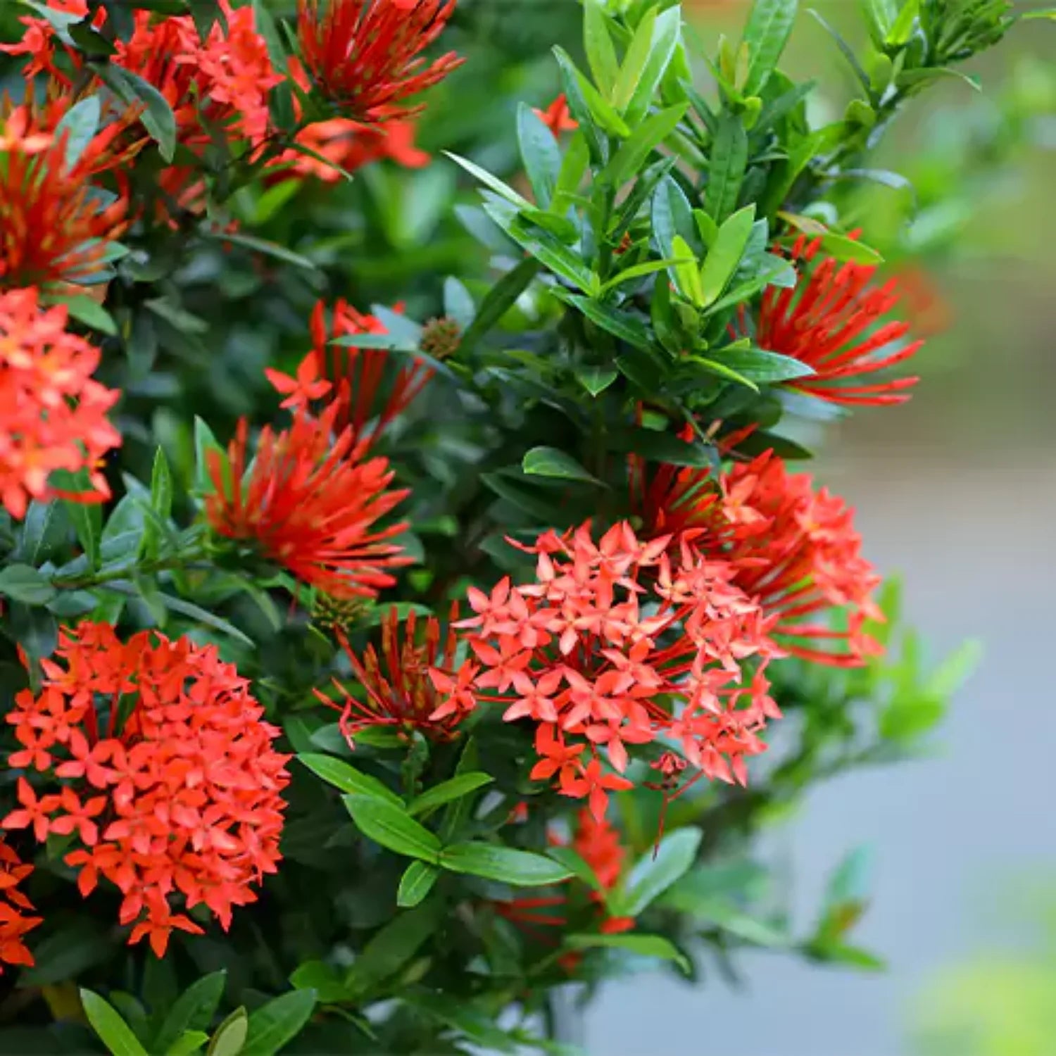 Vibrant Ixora Planting Seeds for Year-Round Tropical Blooms