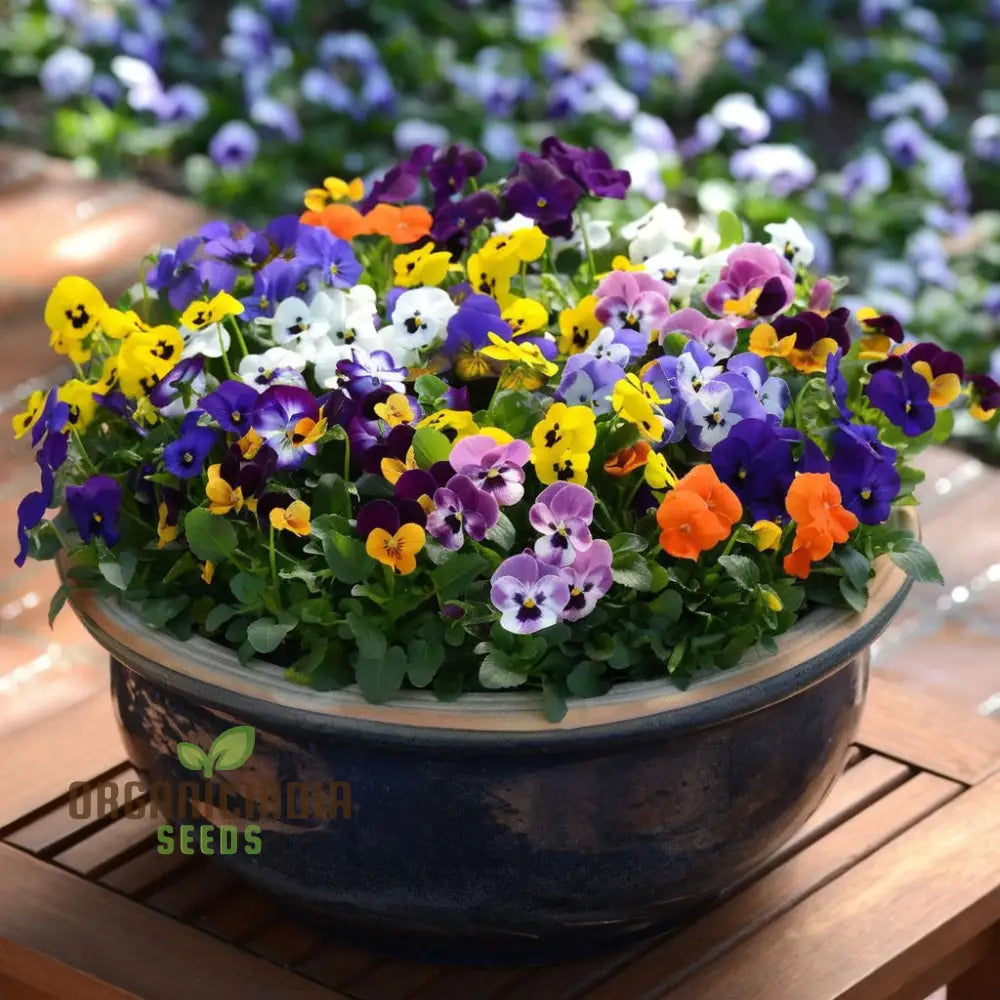Vibrant Large Flower Mix Viola Cornuta Seeds For Planting Perfect Stunning Gardening And Colorful