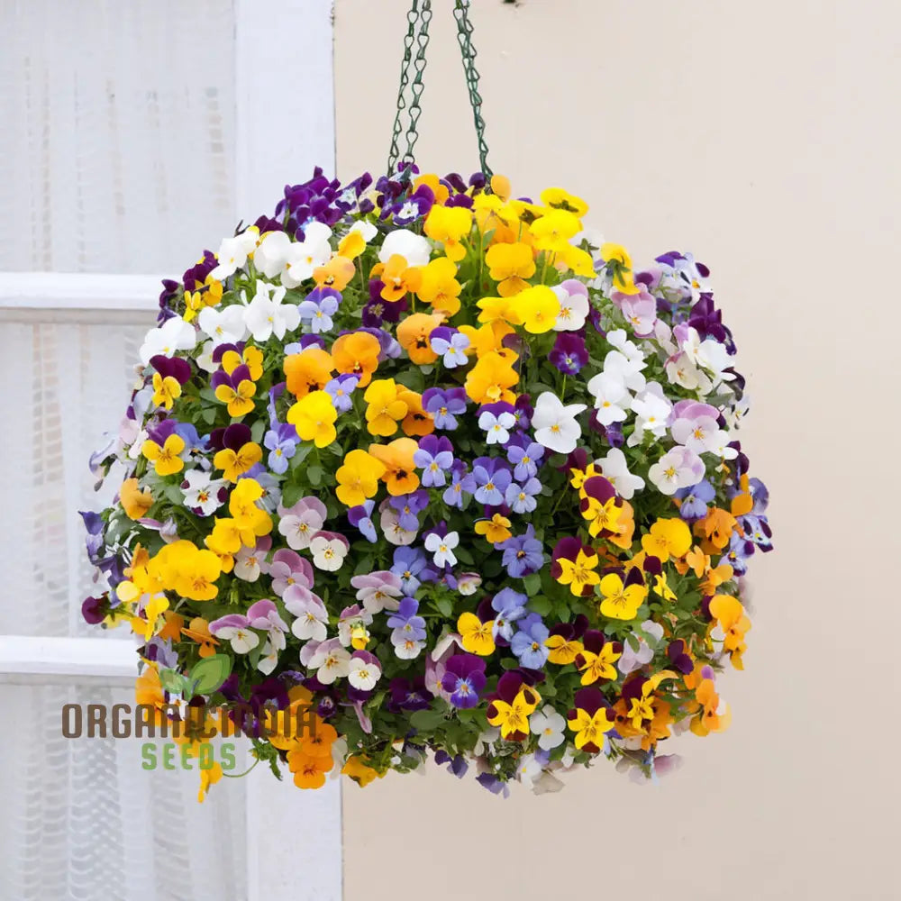 Vibrant Large Flower Mix Viola Cornuta Seeds For Planting Perfect Stunning Gardening And Colorful