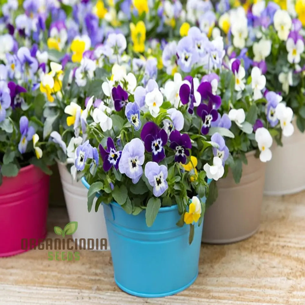 Vibrant Large Flower Mix Viola Cornuta Seeds For Planting Perfect Stunning Gardening And Colorful