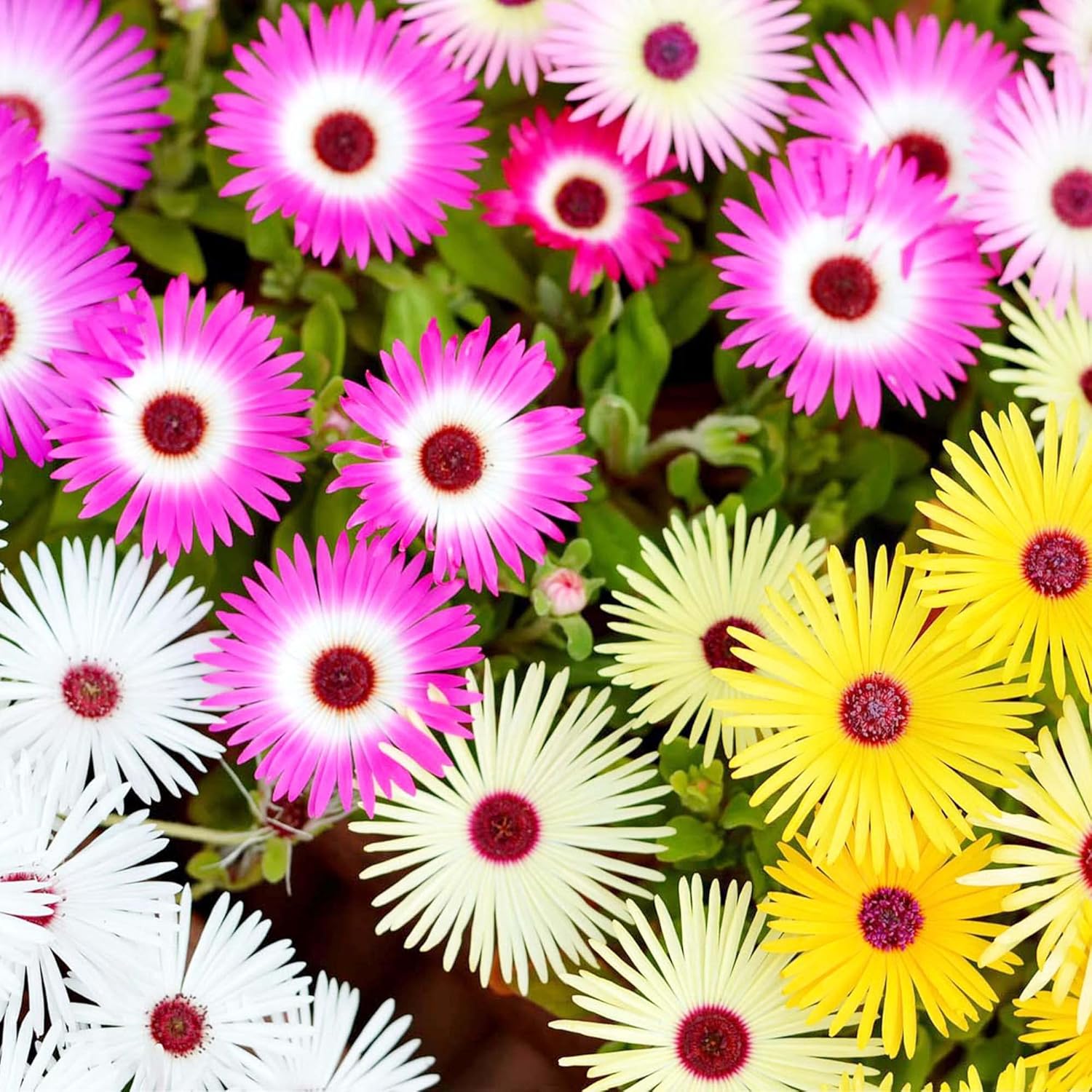 Vibrant Livingstone Daisy Flower Seeds for Mixed Color Blooms