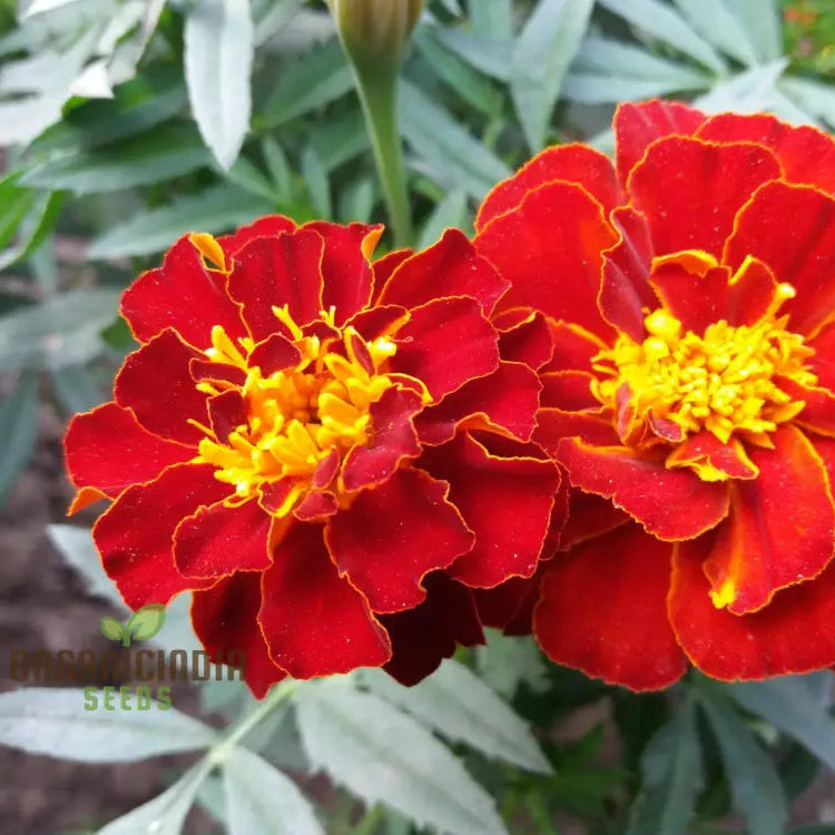 Vibrant Marigold ’Safari Red’ Flower Seeds For Your Garden Premium Gardening Seeds