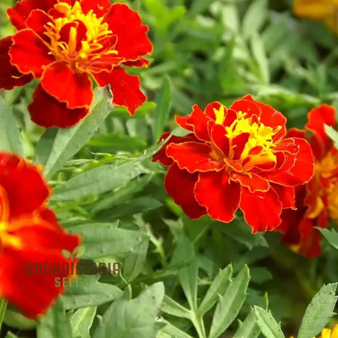 Vibrant Marigold ’Safari Red’ Flower Seeds For Your Garden Premium Gardening Seeds