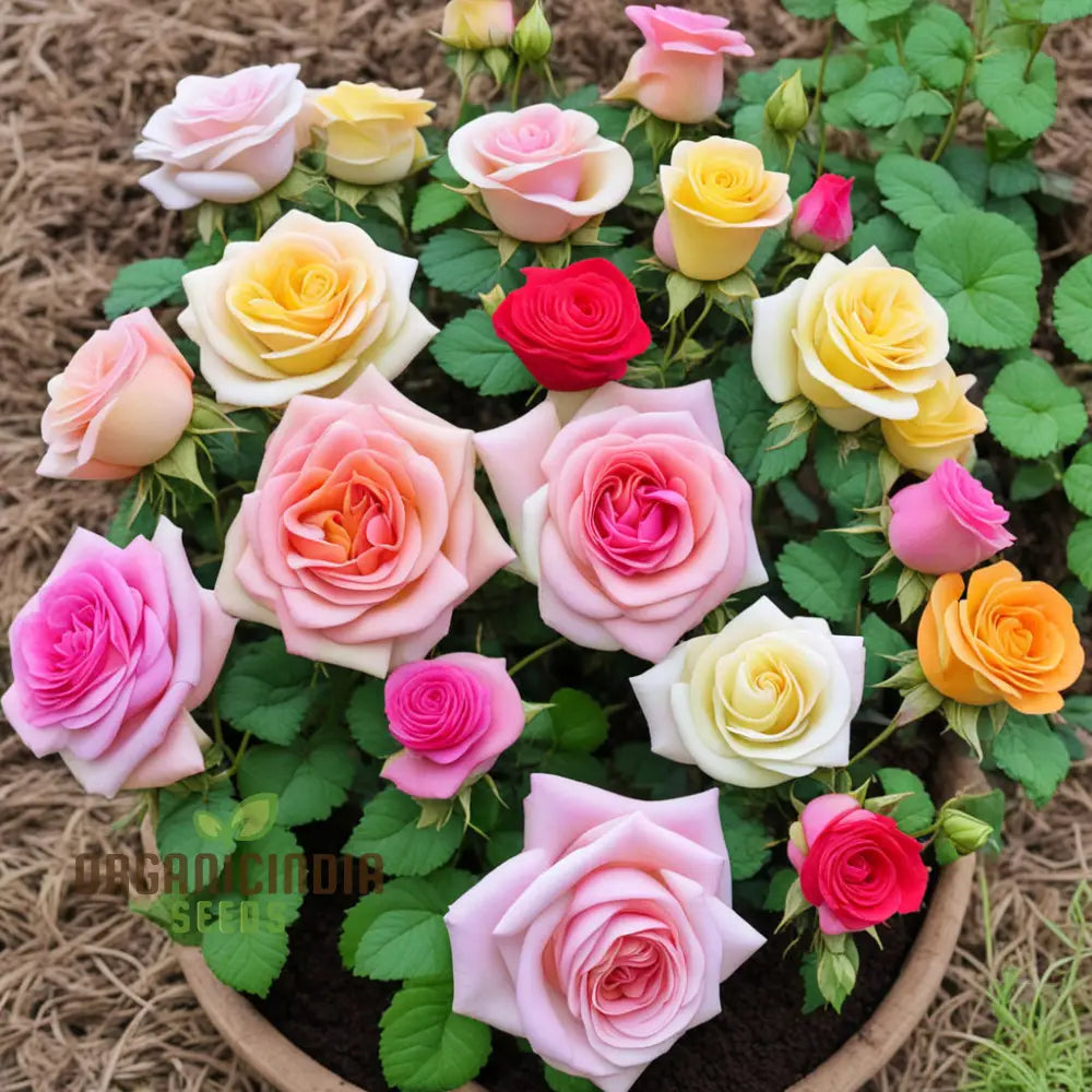 Vibrant mixed roses in full bloom