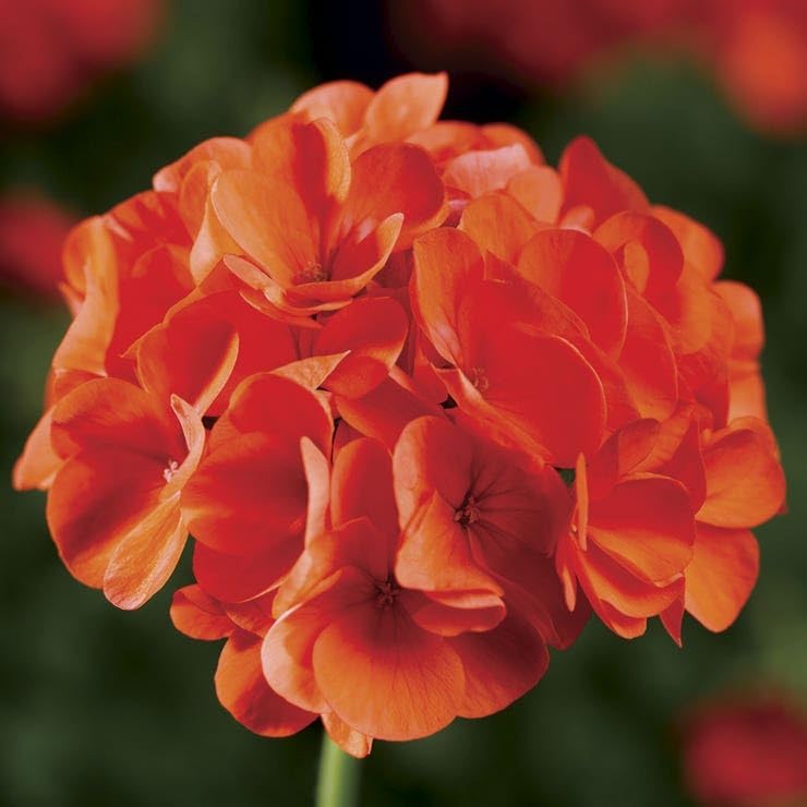 Vibrant Orange Geranium Seeds for Home Garden Planting