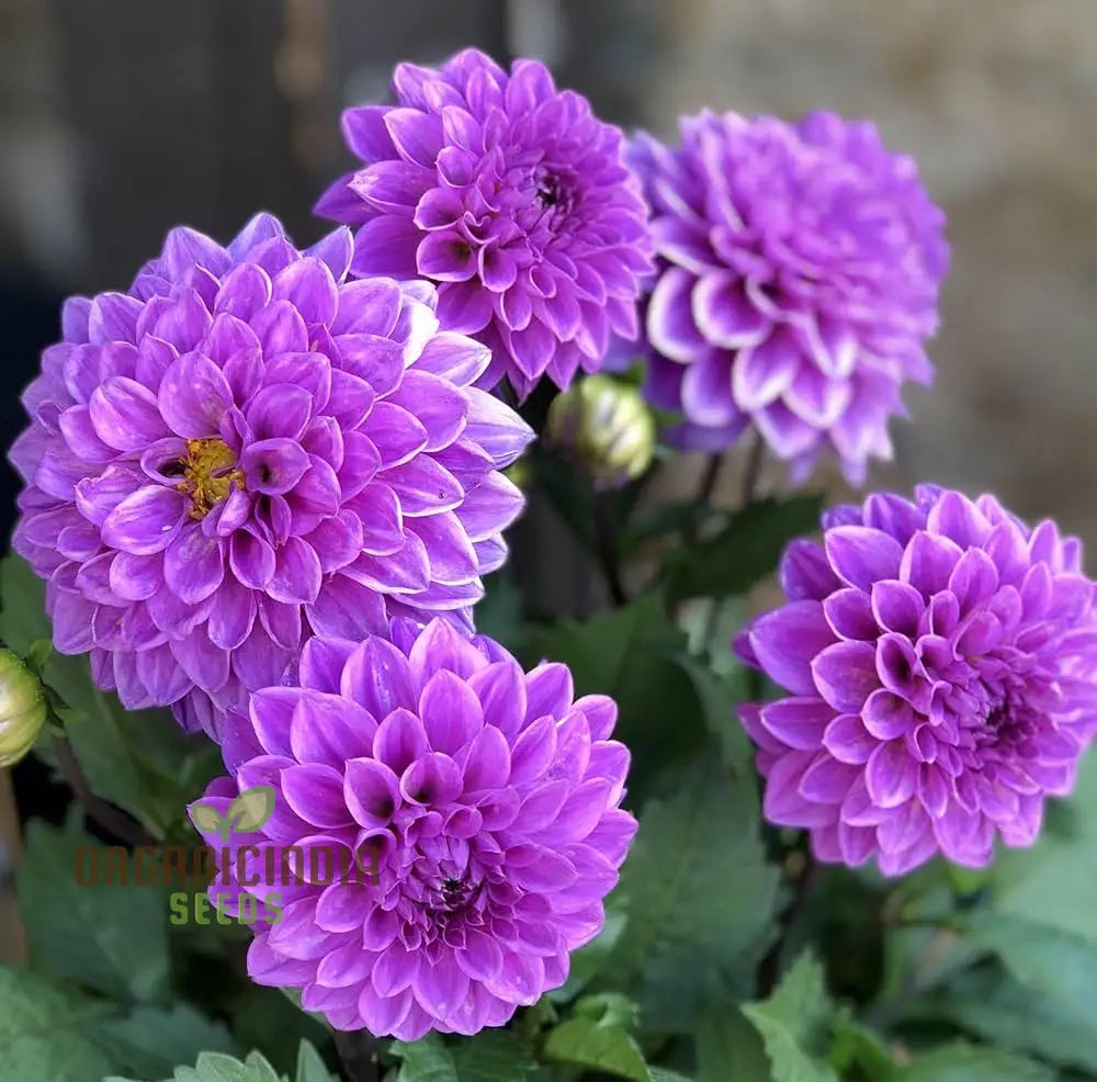 Vibrant purple blue marigold flowers