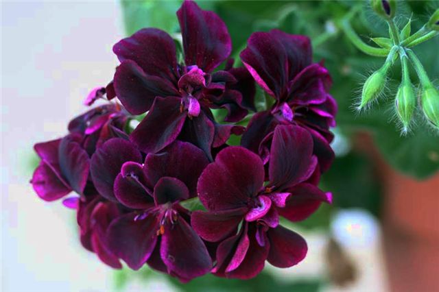 Vibrant purple Geranium seeds for gardens
