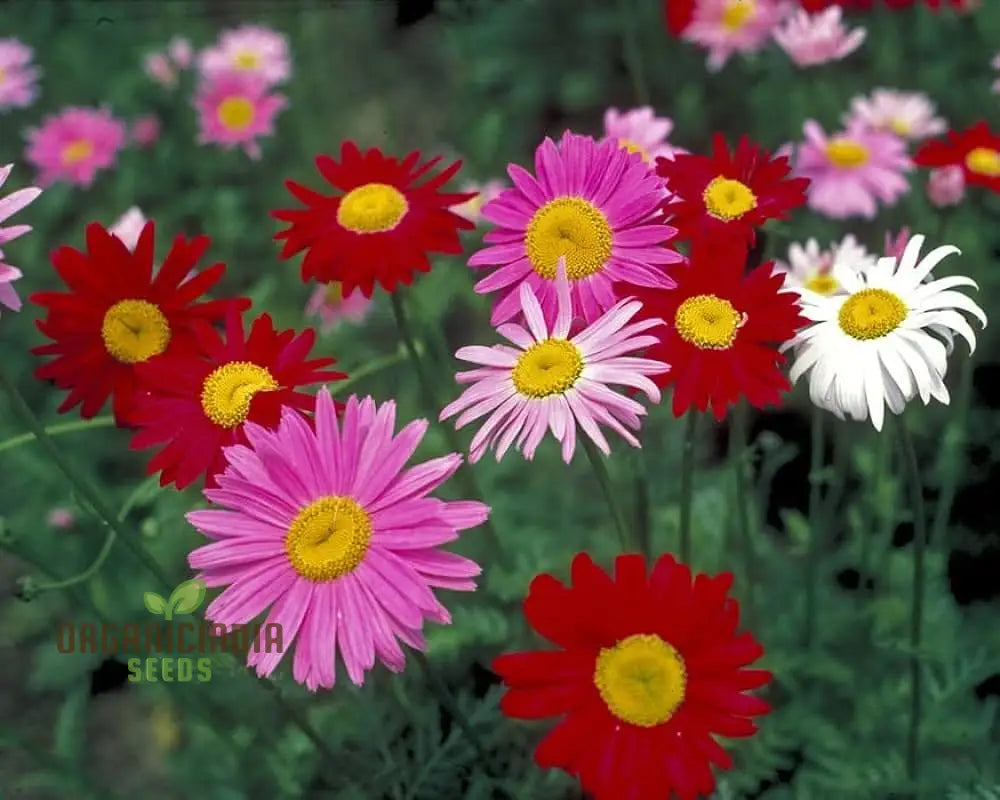 Vibrant Pyrethrum Bloom Seeds for Decorative Landscaping