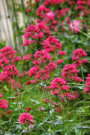 Vibrant Red Jupiter’s Beard Seeds for Pollinator-Friendly Gardens