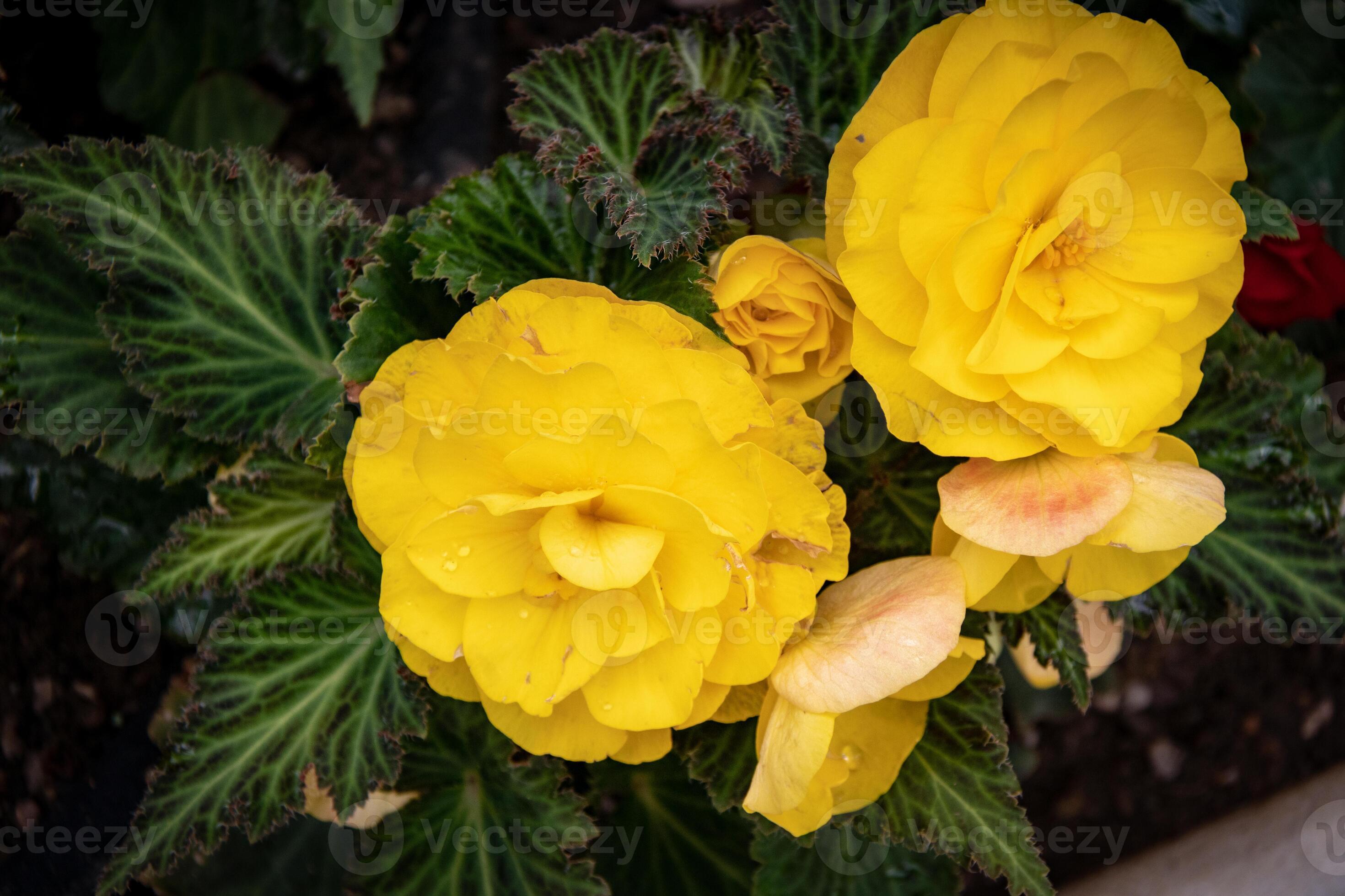 Semi di fiore di begonia verde-giallo, fioriture uniche e vivaci, non OGM
