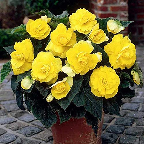 Vibrant Yellow Begonia Seeds with High Germination for Garden Use